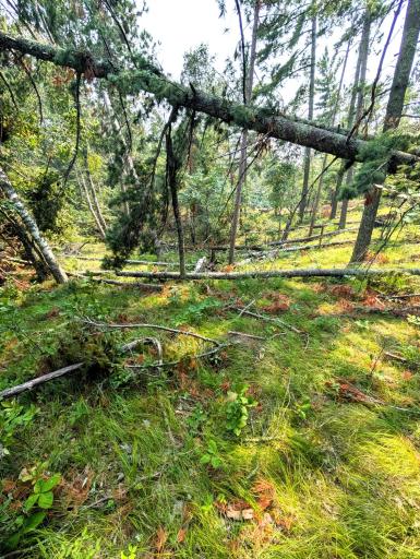 TBD Birch Run Lane, Bemidji, MN 56601