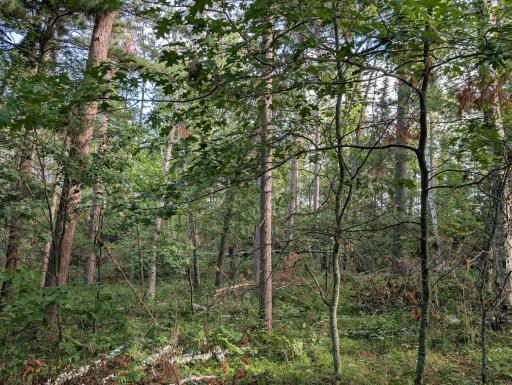 TBD Birch Run Lane, Bemidji, MN 56601