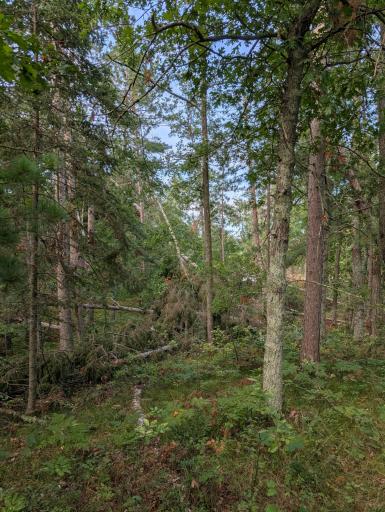 TBD Birch Run Lane, Bemidji, MN 56601