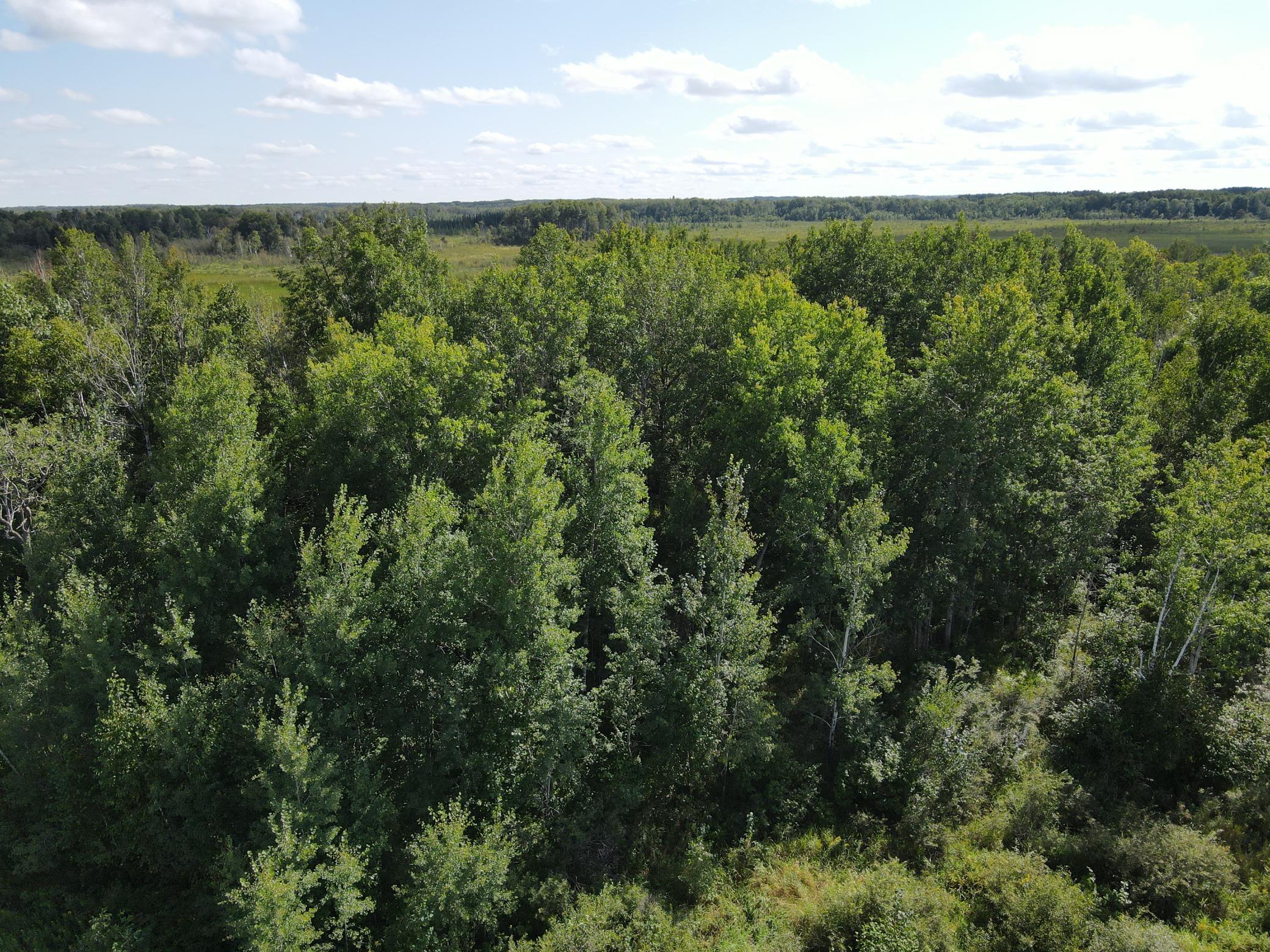 Nice mix of pine and birch, great wildlife cover and habitat