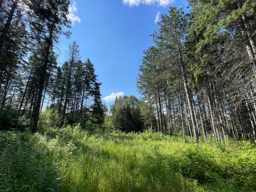 40699 Jack Pine Road, Bagley, MN 56621