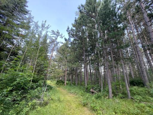 40699 Jack Pine Road, Bagley, MN 56621