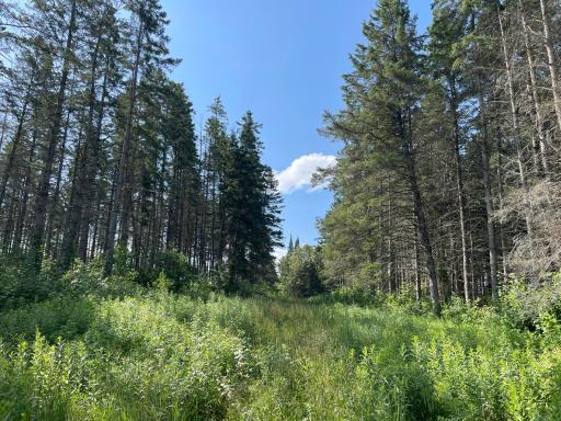 40699 Jack Pine Road, Bagley, MN 56621