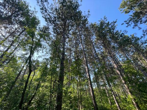 40699 Jack Pine Road, Bagley, MN 56621