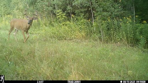 40699 Jack Pine Road, Bagley, MN 56621