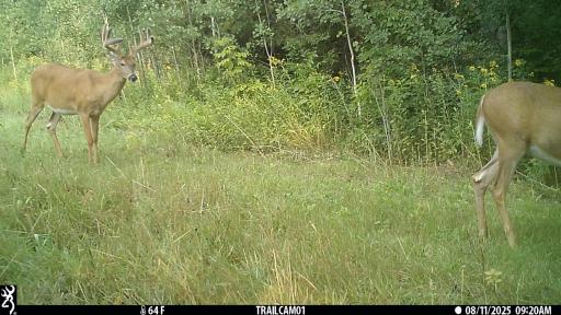40699 Jack Pine Road, Bagley, MN 56621
