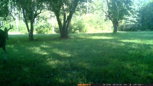 40699 Jack Pine Road, Bagley, MN 56621