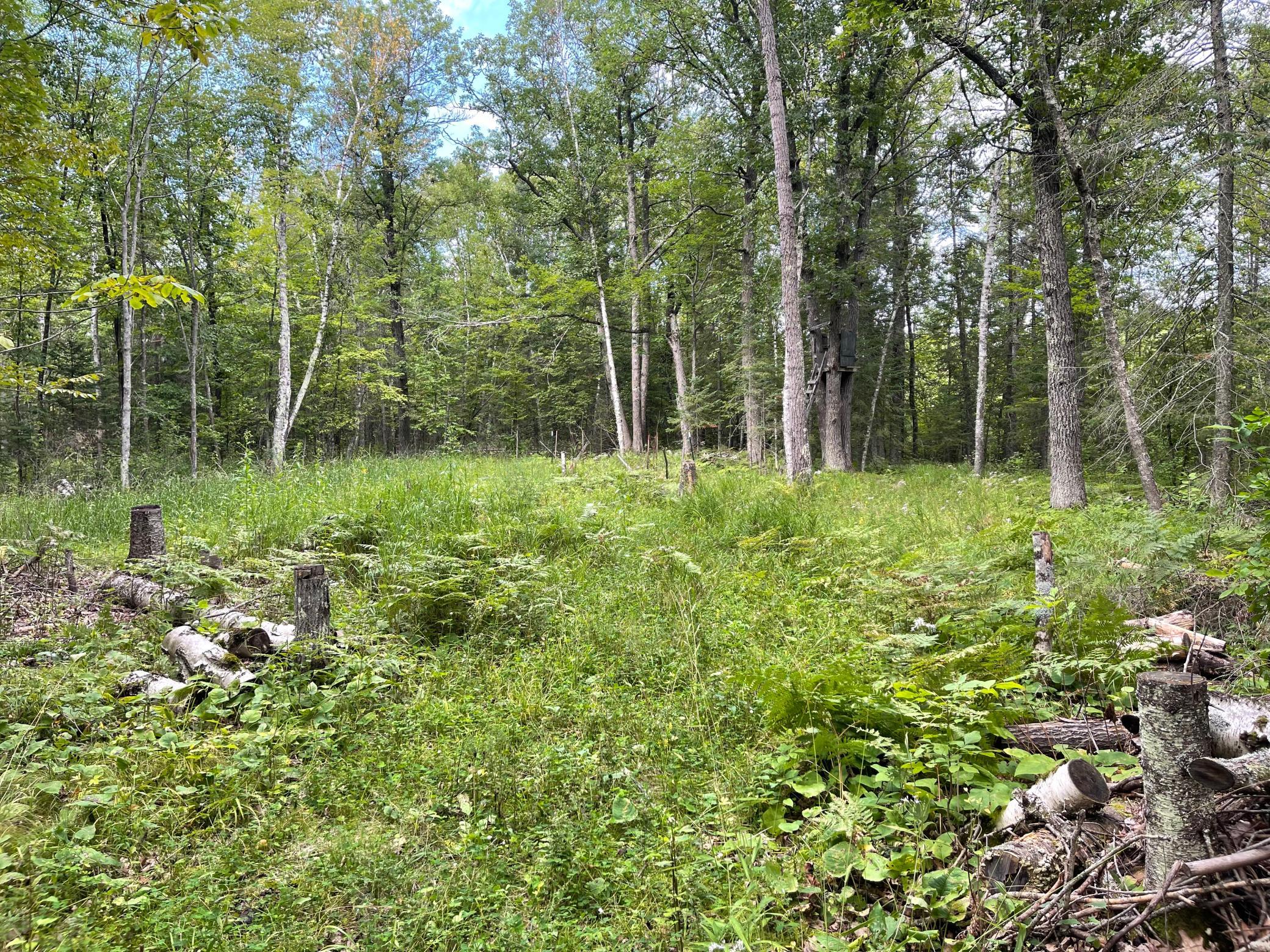 Food Plot with apple trees