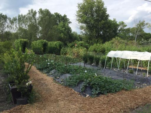 Lovely garden bed for planting