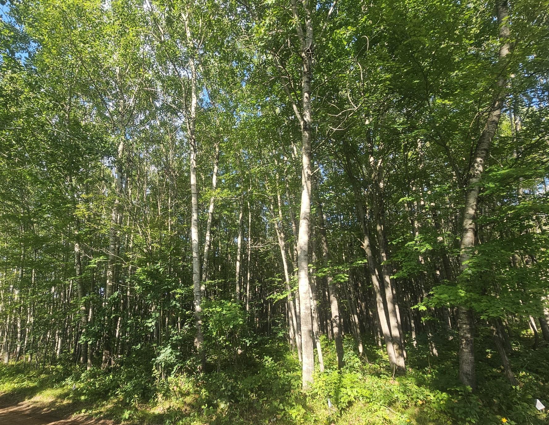 Property photo for Lot 4 Ken Can Lane, Webster, WI 54893