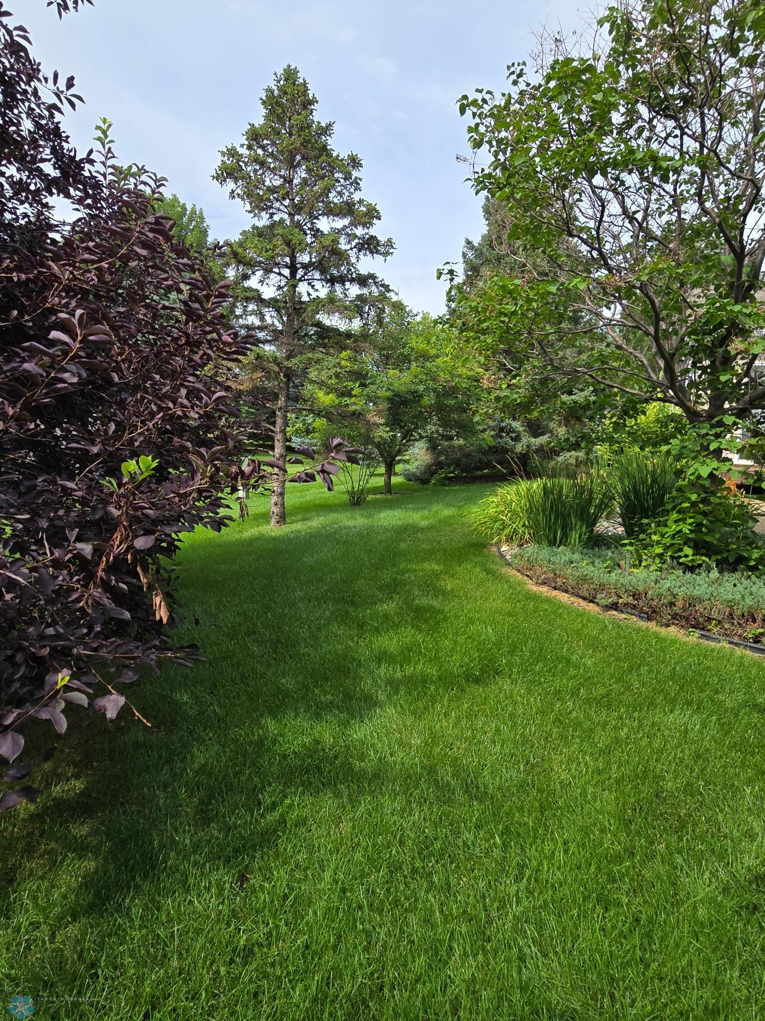 Mature trees.jpg