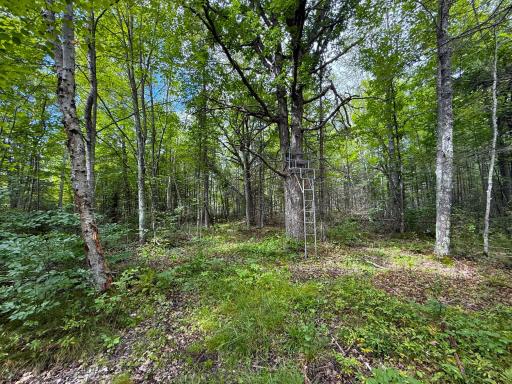 XXX 350th Avenue, Hill City, MN 55748