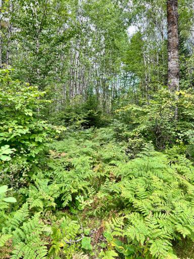 TBD Hwy 65, Nashwauk, MN 55769