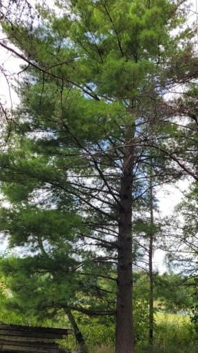 TBD* C.R. 43, Pine River, MN 56474