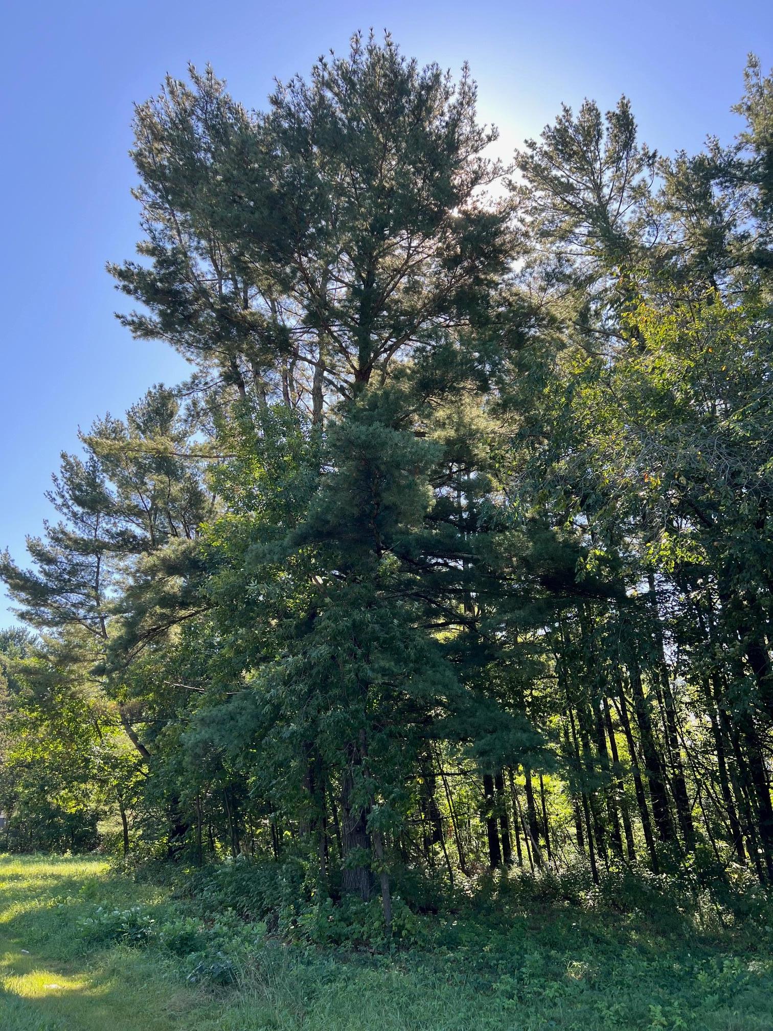 Several huge white pines on the lot