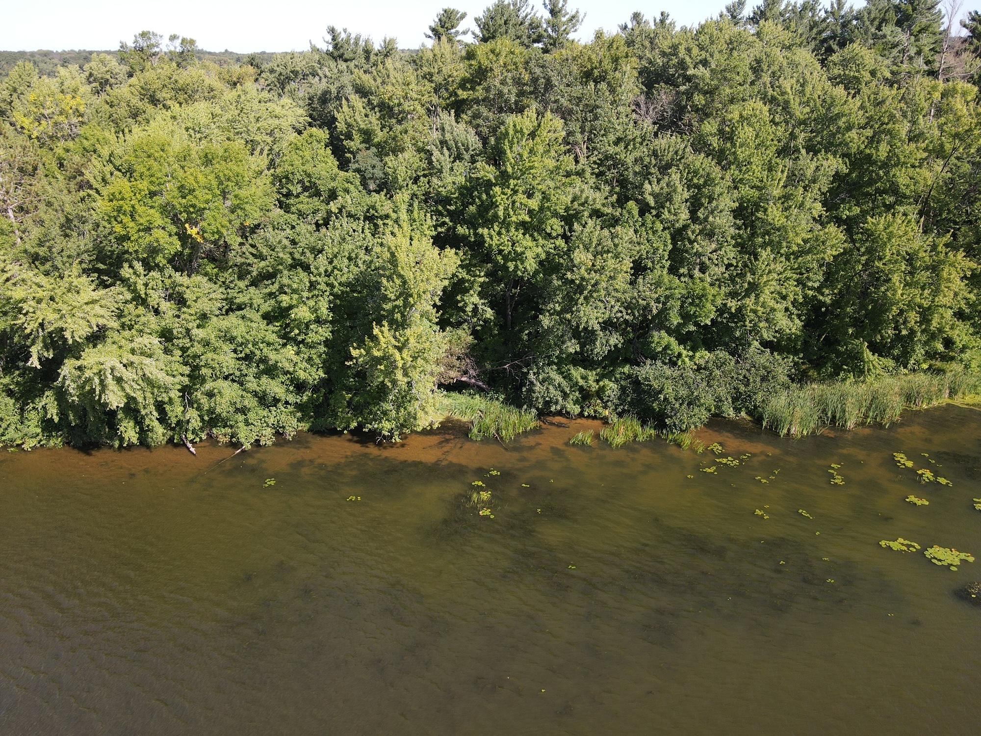 Wooded lakeshore