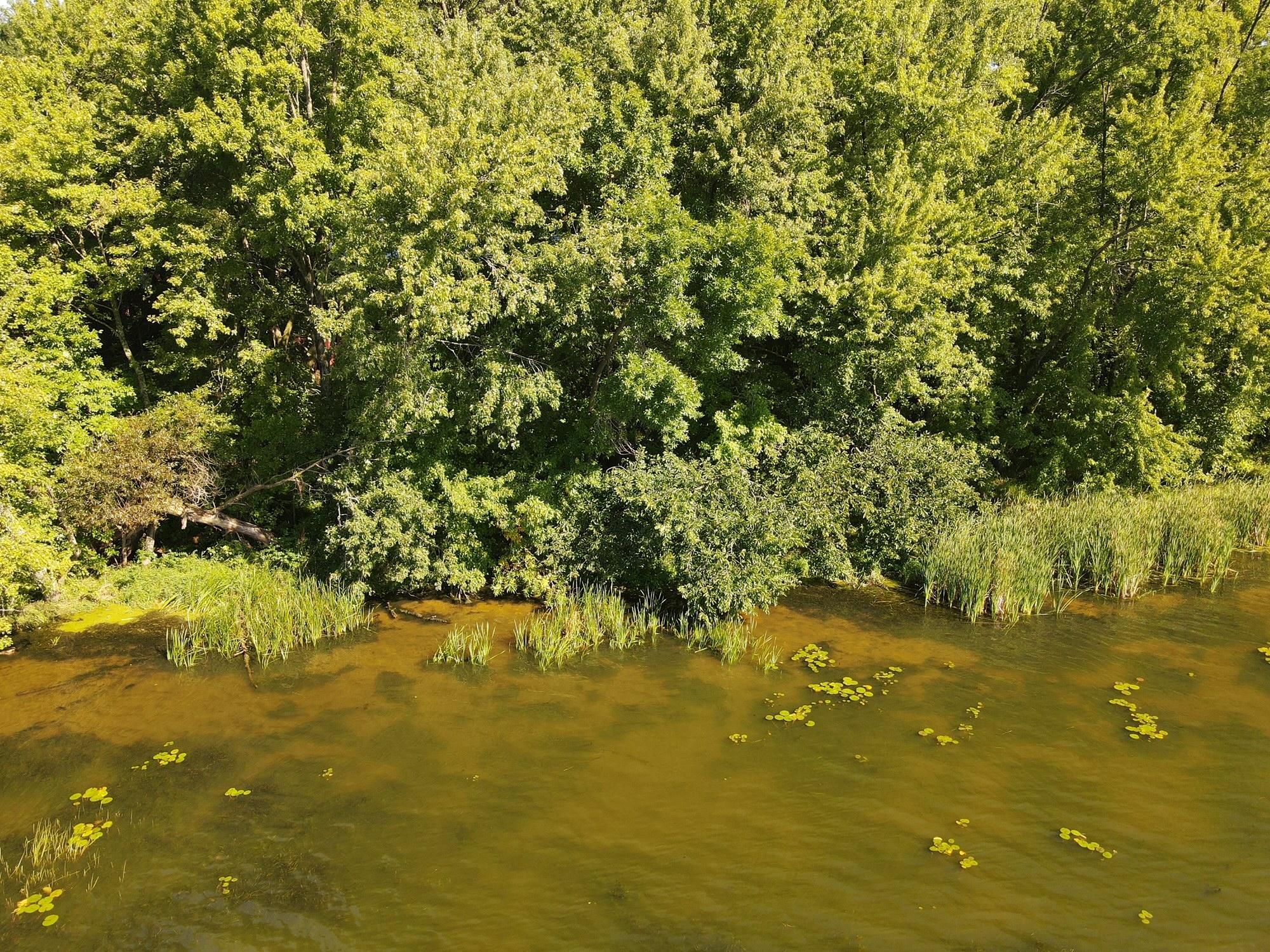 Sand bottom lake shore