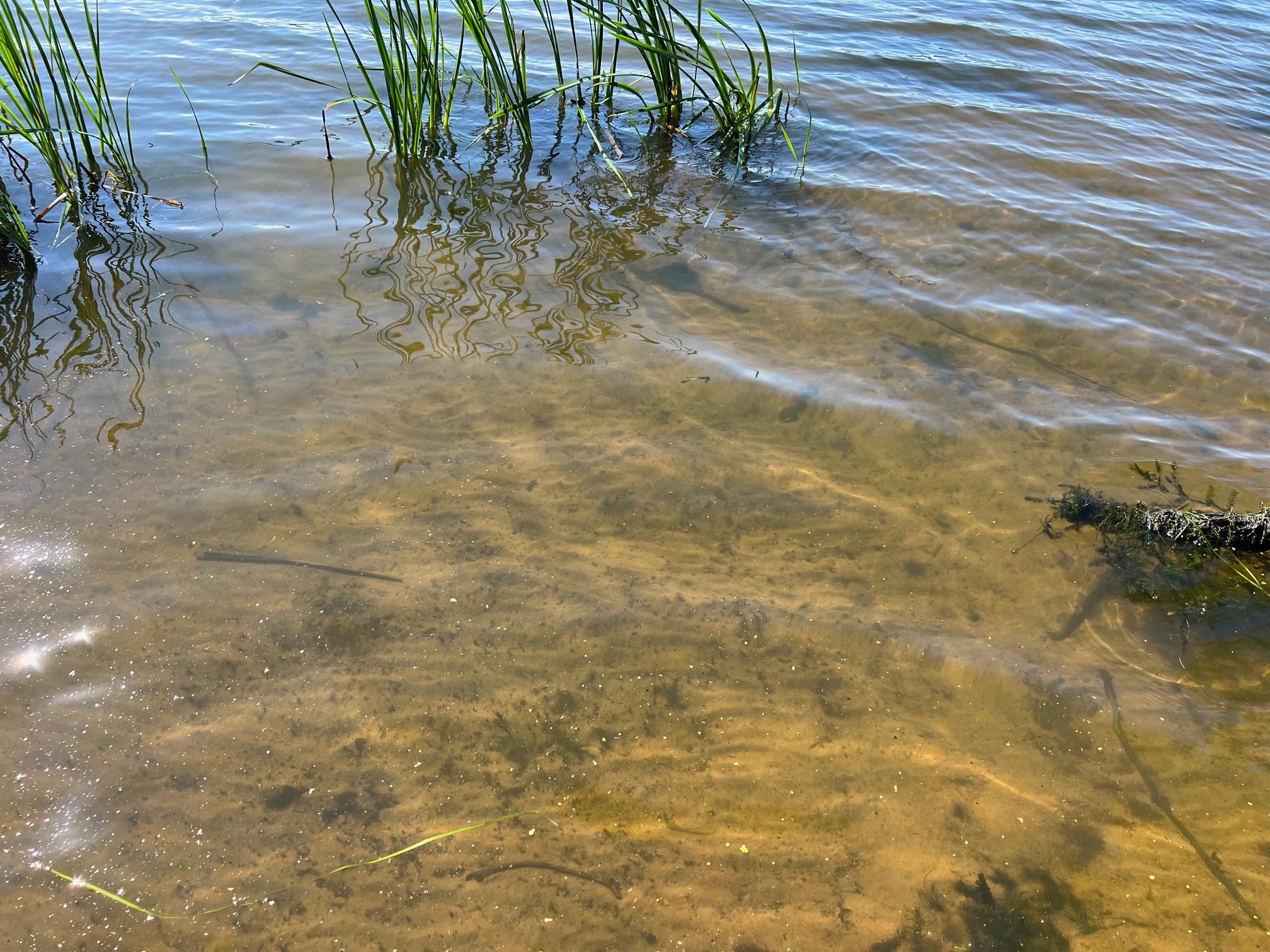 Hard sand bottom lakeshore
