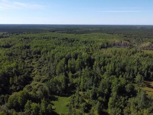 Wooded with mature pines