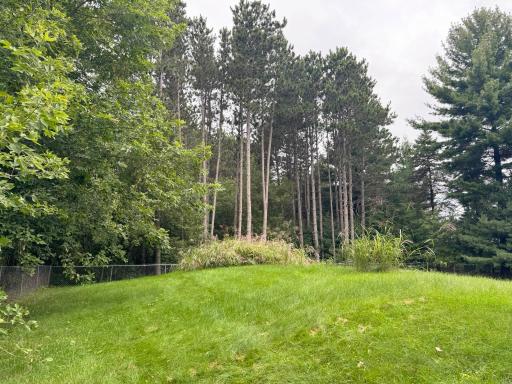 More views of the backyard and the surrounding trees.
