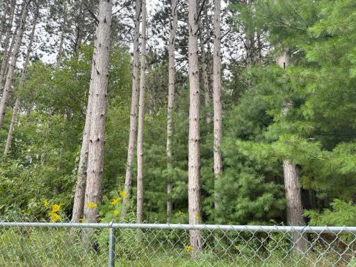 A shot of the tall trees beyond the fenceline.