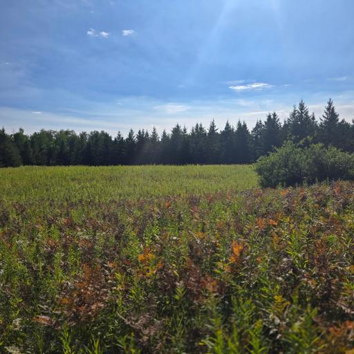 TBD Leonard Rd / Soo Line Rd, Leonard, MN 56652