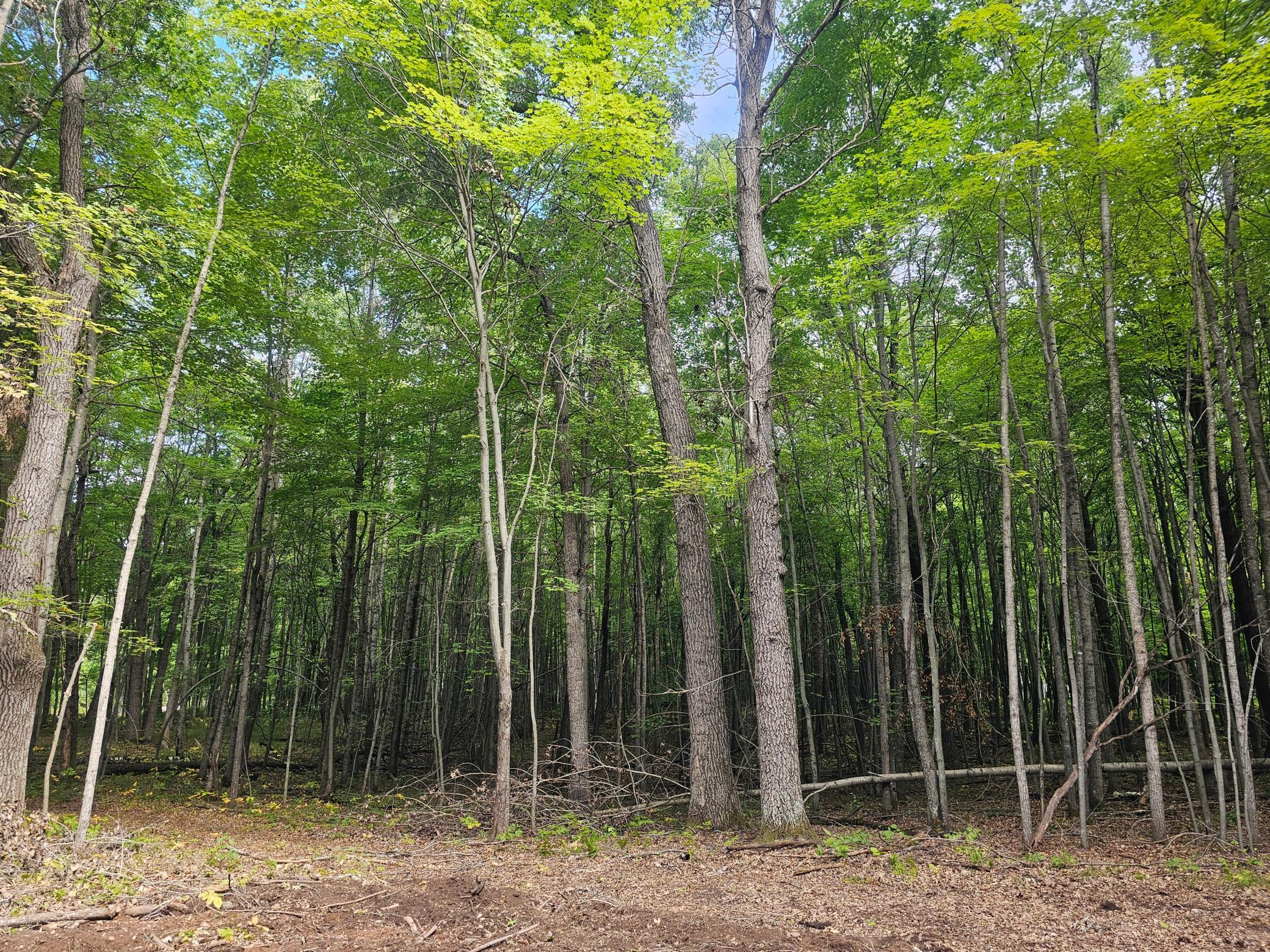 Property photo for Lot 6 Ken Can Lane, Webster, WI 54893