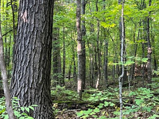 THIS GORGEOUS 3.9 ACRE PARCEL OF STUNNING MATURE MIXED HARDWOODS COULD BE THE PERFECT SETTING FOR YOUR NEW COUNTRY HOME OR STORAGE BUILDING ! MINUTES FROM FARM ISLAND & SUNSET LAKES, ATV & SNOWMOBILE TRAILS & ALL THE AMENITIES OF AITKIN, MN !