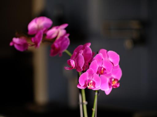 Orchid's thrive in this light filled home