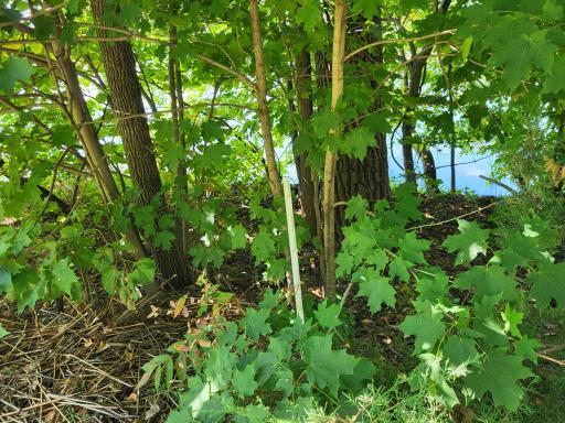 Lot 3 Pleasant Lake Road, Underwood, MN 56586