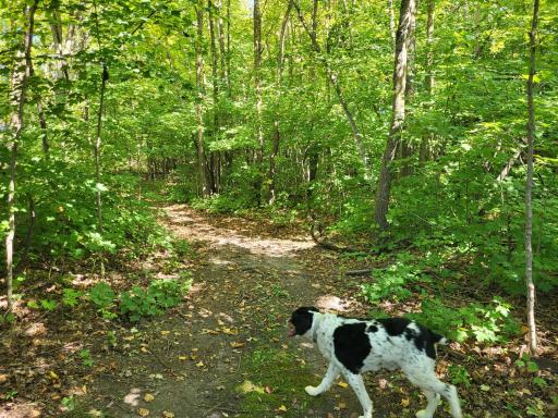 Lot 3 Pleasant Lake Road, Underwood, MN 56586
