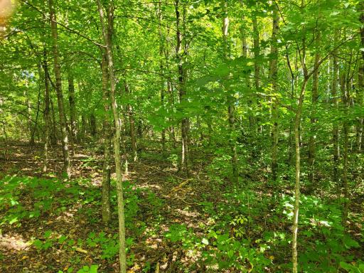 Lot 3 Pleasant Lake Road, Underwood, MN 56586