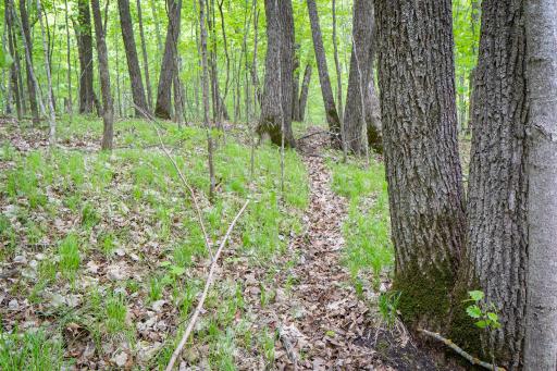 (Lot 7) TBD NE Rock Lake Road, Rochert, MN 56578