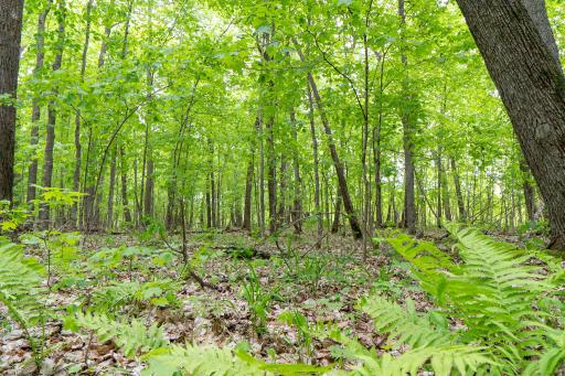 (Lot 7) TBD NE Rock Lake Road, Rochert, MN 56578