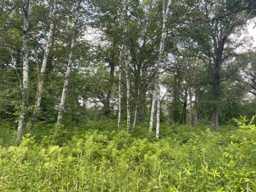 TBD Greer Lake Road, Crosby, MN 56441