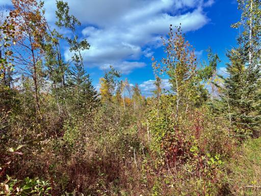 Photo for 8242 State Highway 11 SE, Baudette, MN 56623 - Listing #6788622 Recently logged with fresh growth- great for deer