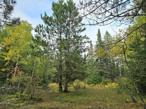 3696 County Road 142, International Falls, MN 56649