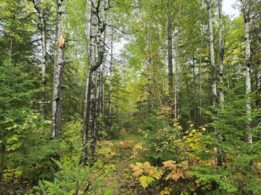 3696 County Road 142, International Falls, MN 56649