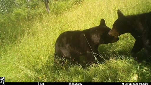 00000 Hwy 59 NE, Thief River Falls, MN 56701