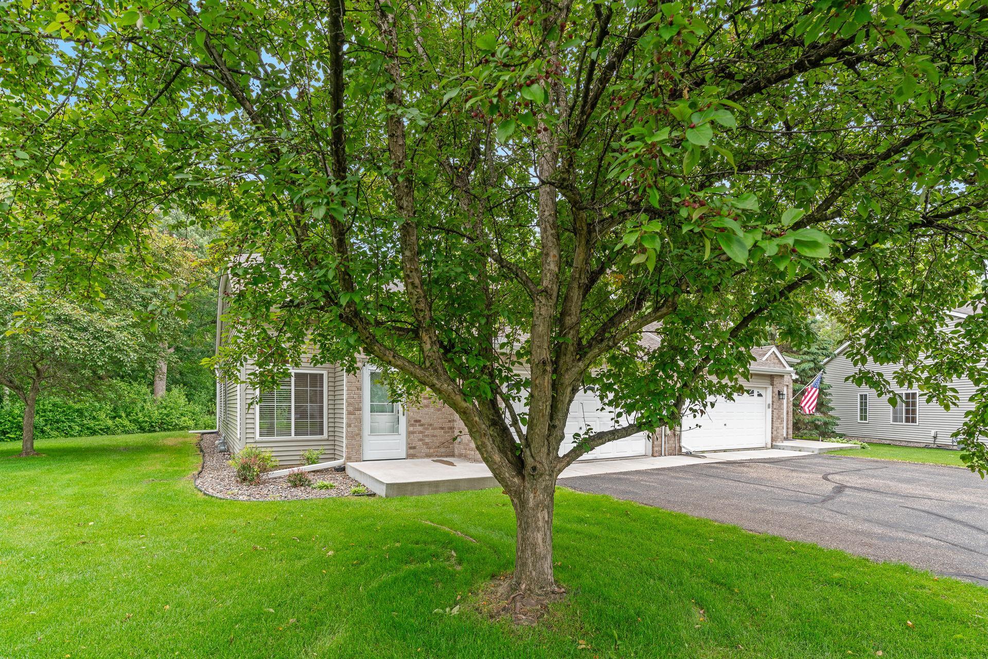Great shad tree out front!