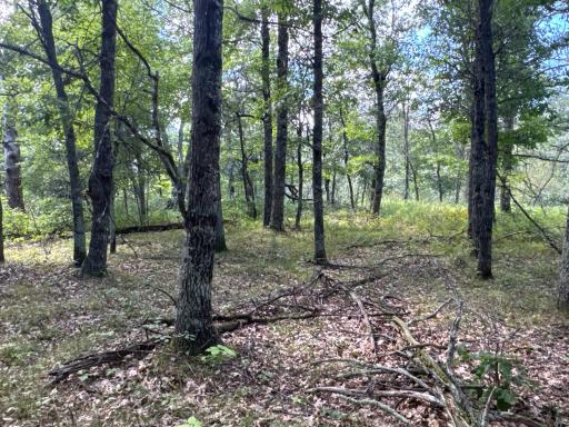 TBD French Road, Danbury, WI 54830