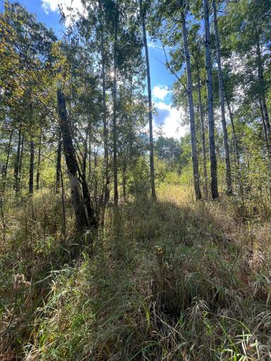 TBD E Pine Drive, Angle Inlet, MN 56711