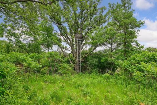 Hunt right on your property in your beautiful oak tree!