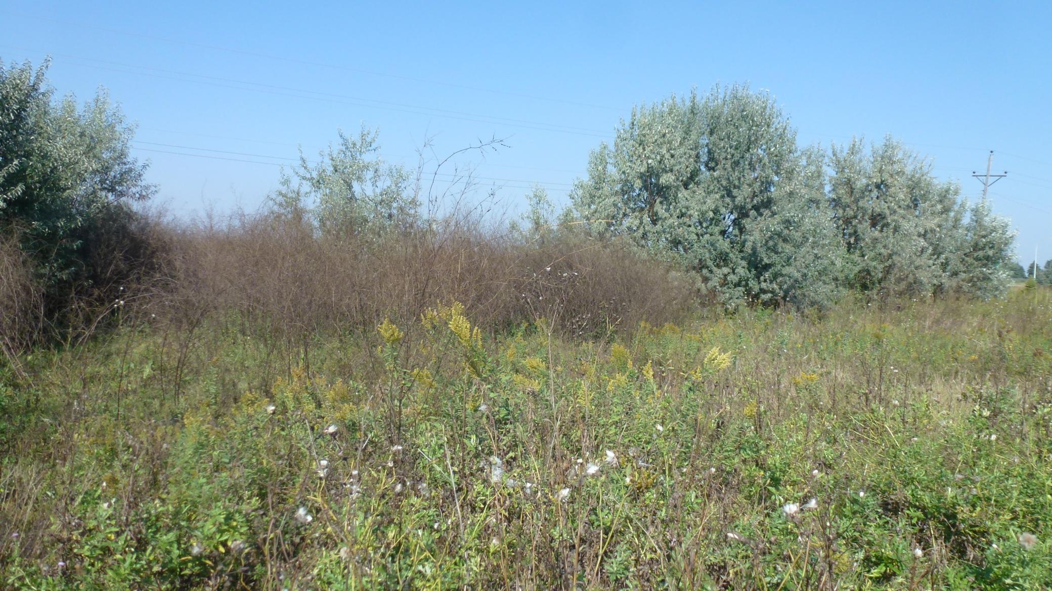 Trees on the west side of the property.