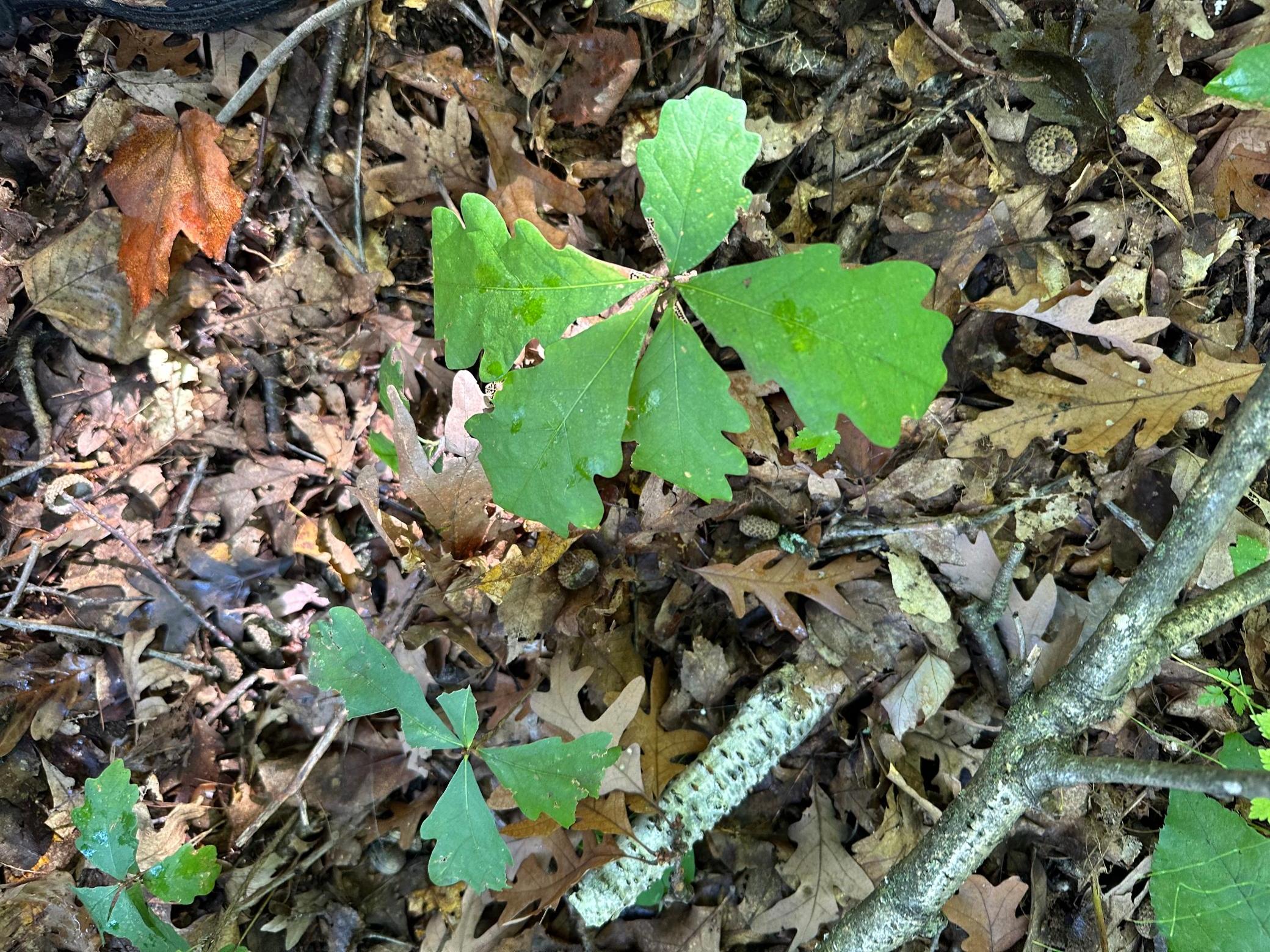 Mature white oaks with some small seedlings coming up