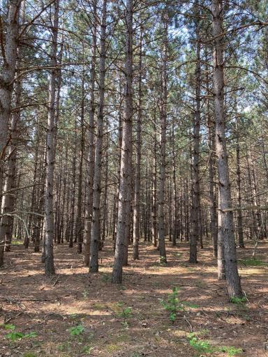 Lot 6 Fawn Lake Road, Crosslake, MN 56472