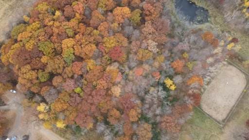 Fall colors show the leaves changing as we head into the fall/winter seasons