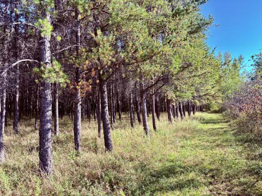 541 Wilderness Avenue, Williams, MN 56686