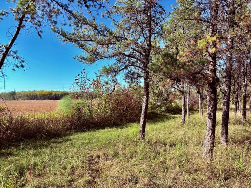 541 Wilderness Avenue, Williams, MN 56686