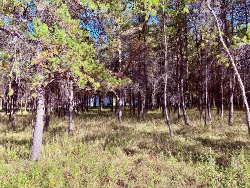 541 Wilderness Avenue, Williams, MN 56686